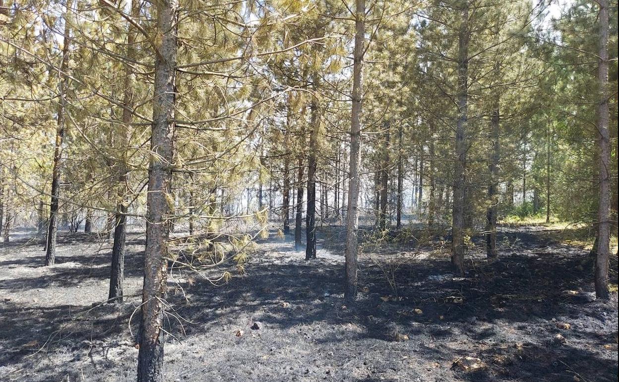 Monte calcinado en el incendio ocurrido ayer en la zona del Condado de Treviño