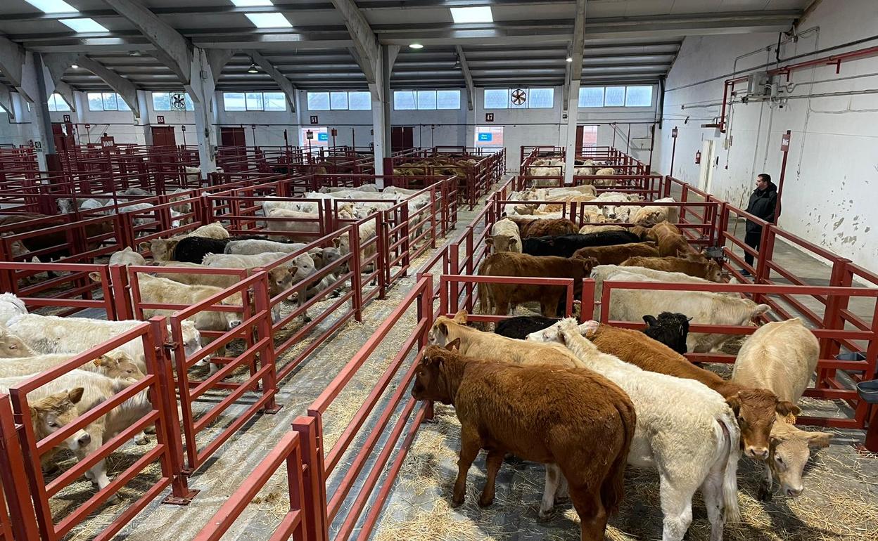 Animales en el mercado de ganados de Salamanca. 