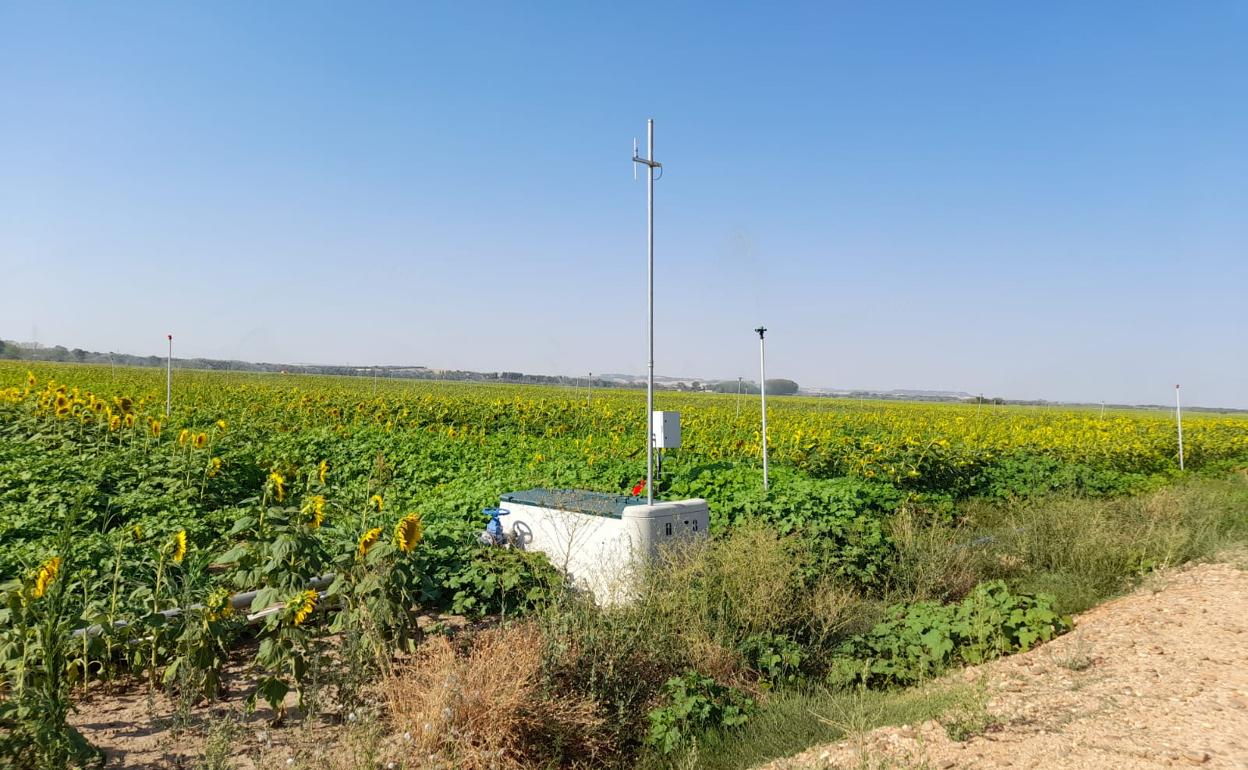 Riego de girasol en el Bajo Duero. 