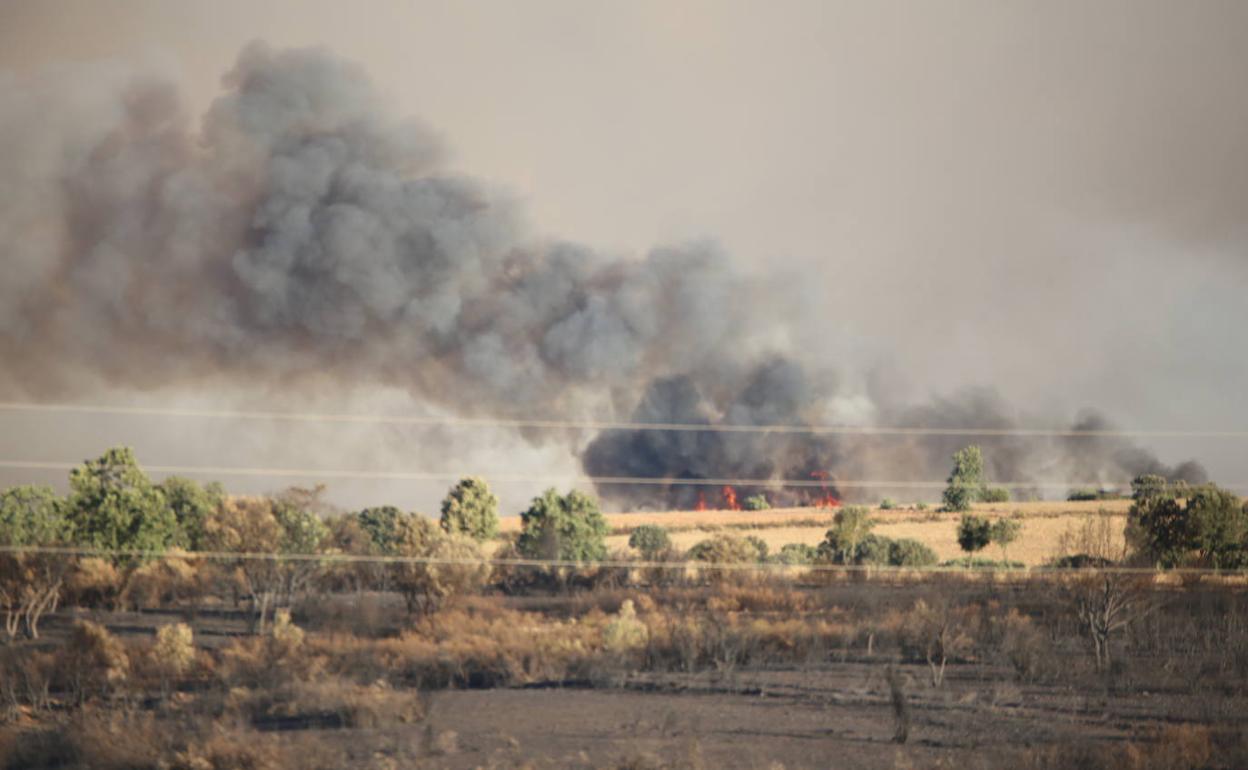 El fuego ha vuelto a prender en el entorno de Losacio, en Zamora.