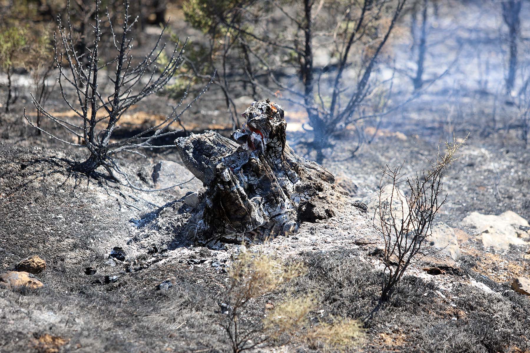 Fotos: El fuego arrasa la comarca del Arlanza