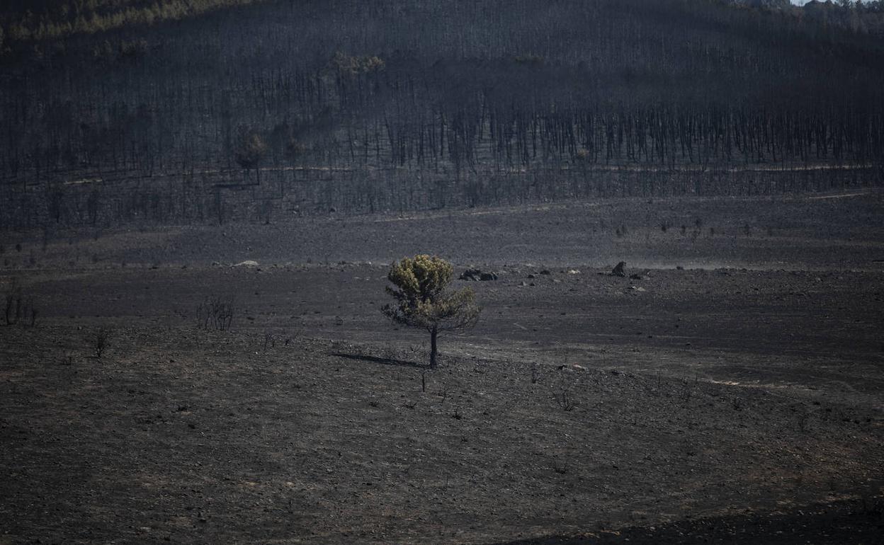 Devastación y ceniza es la imagen que ha dejado el superincendio de Losacio (Zamora).