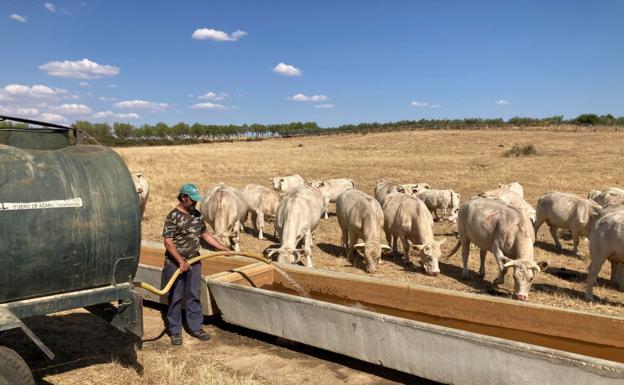 La sequía complica el suministro de agua para animales a los ganaderos