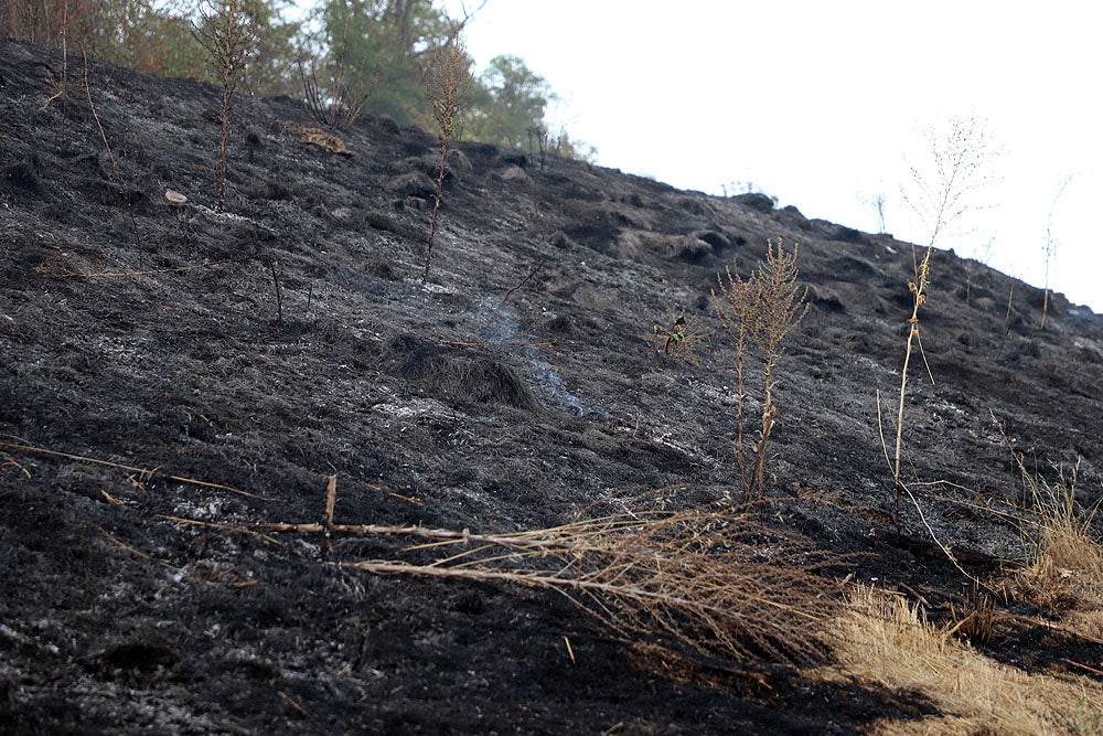 Fotos: Incendio en el Parque del Castillo de Burgos