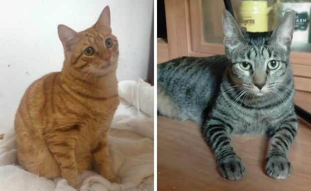 Leo, a la izquierda, y Sarabi, a la derecha, son dos gatos adulto que buscan su familia definitiva.