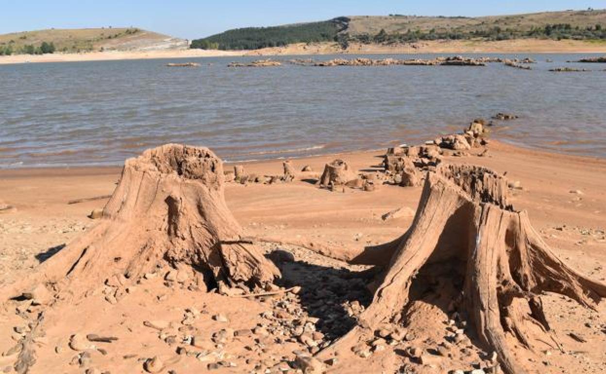 Raíces de los árboles descubiertos por la sequía en el pantano de Aguilar de Campoo. 