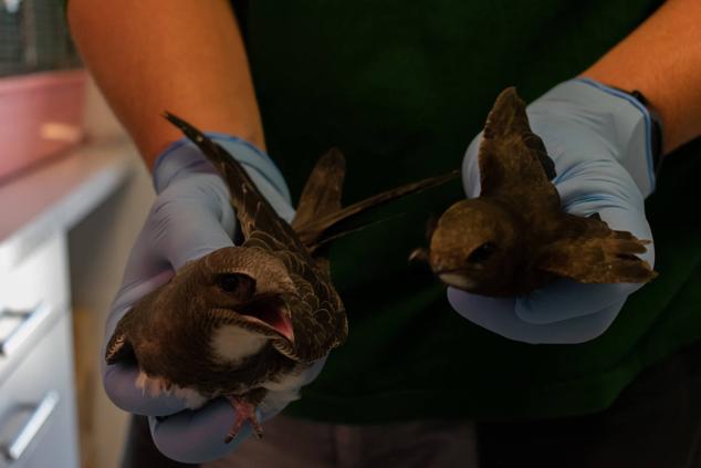 Fotos: Los pacientes más habituales del Centro de Conservación de Animales Silvestres de Burgos son aves