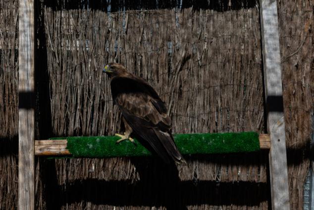 Fotos: Los pacientes más habituales del Centro de Conservación de Animales Silvestres de Burgos son aves