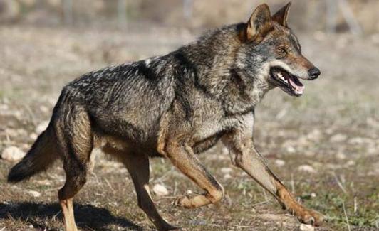 Imagen de archivo de un lobo ibérico.