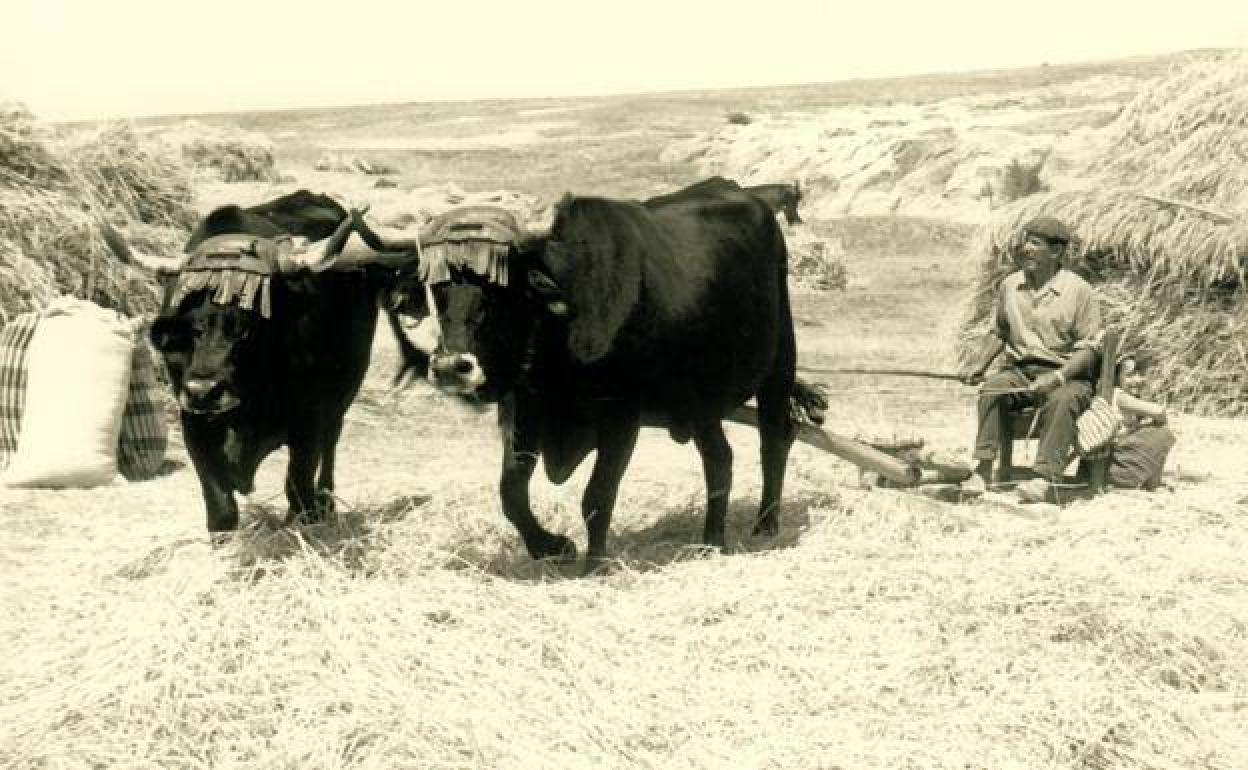 Las labores del campo, como esta trilla en Hacinas, son las imágenes más habituales.