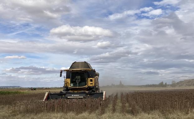 Cosechando girasol en la provincia de Valladolid. 