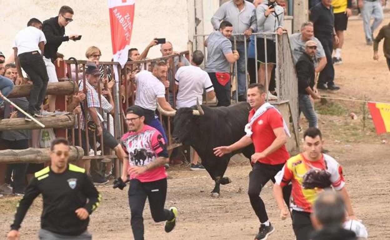 'Manjar' , el Toro de la Vega 2022, por las calles de Tordesillas.