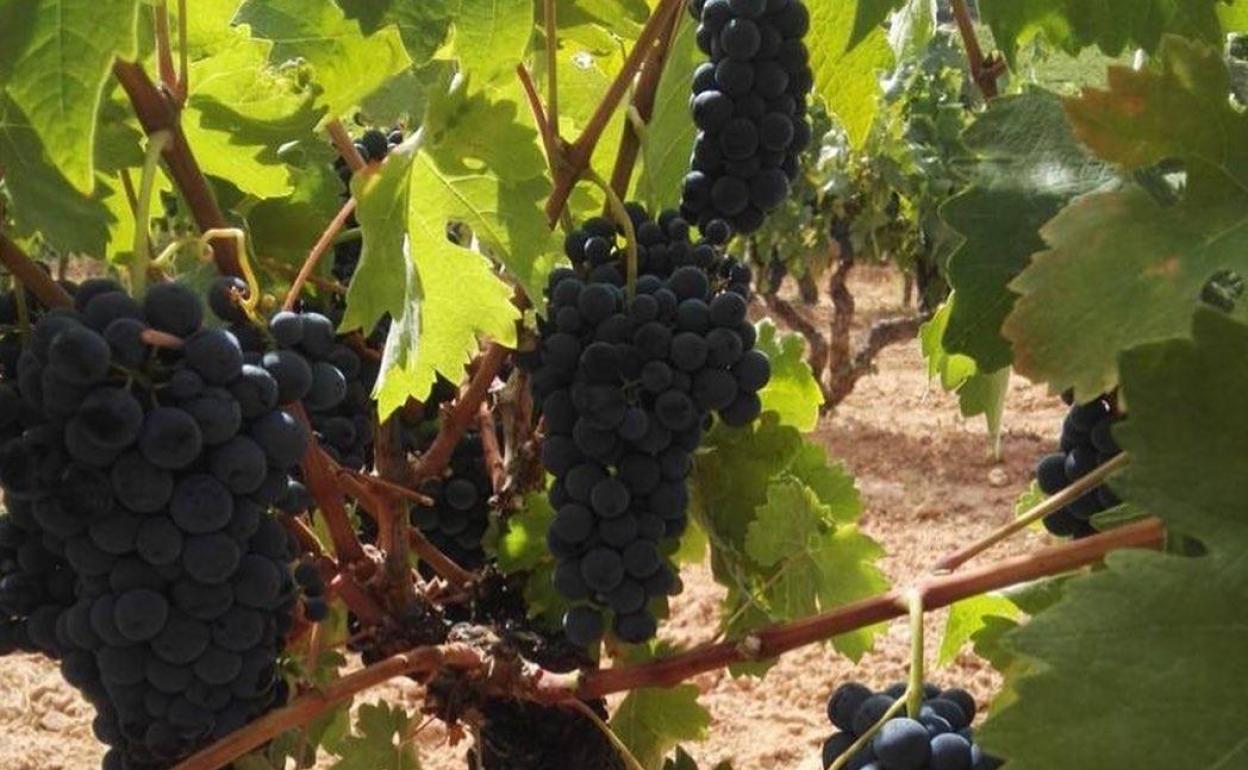 Racimos de uva en la Ribera del Duero.