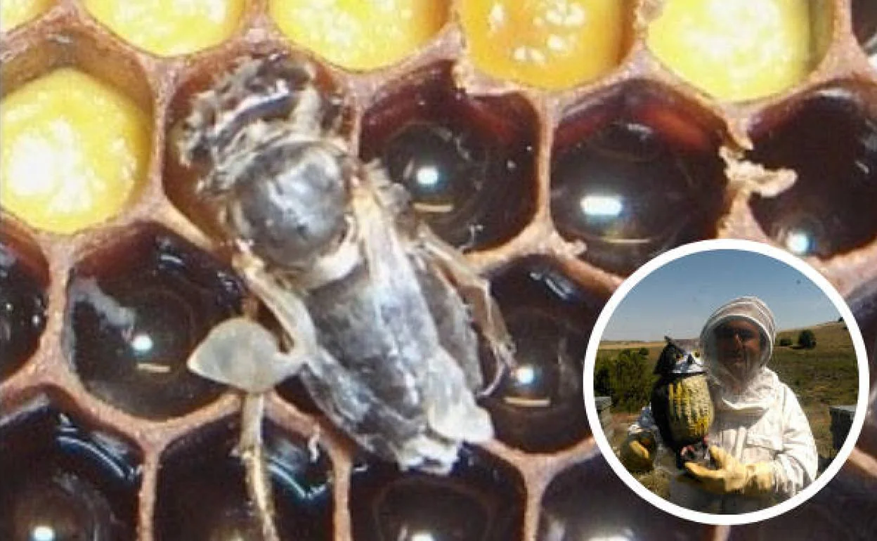 La varroa, el ácaro que arrasa las colmenas de abejas y pone en