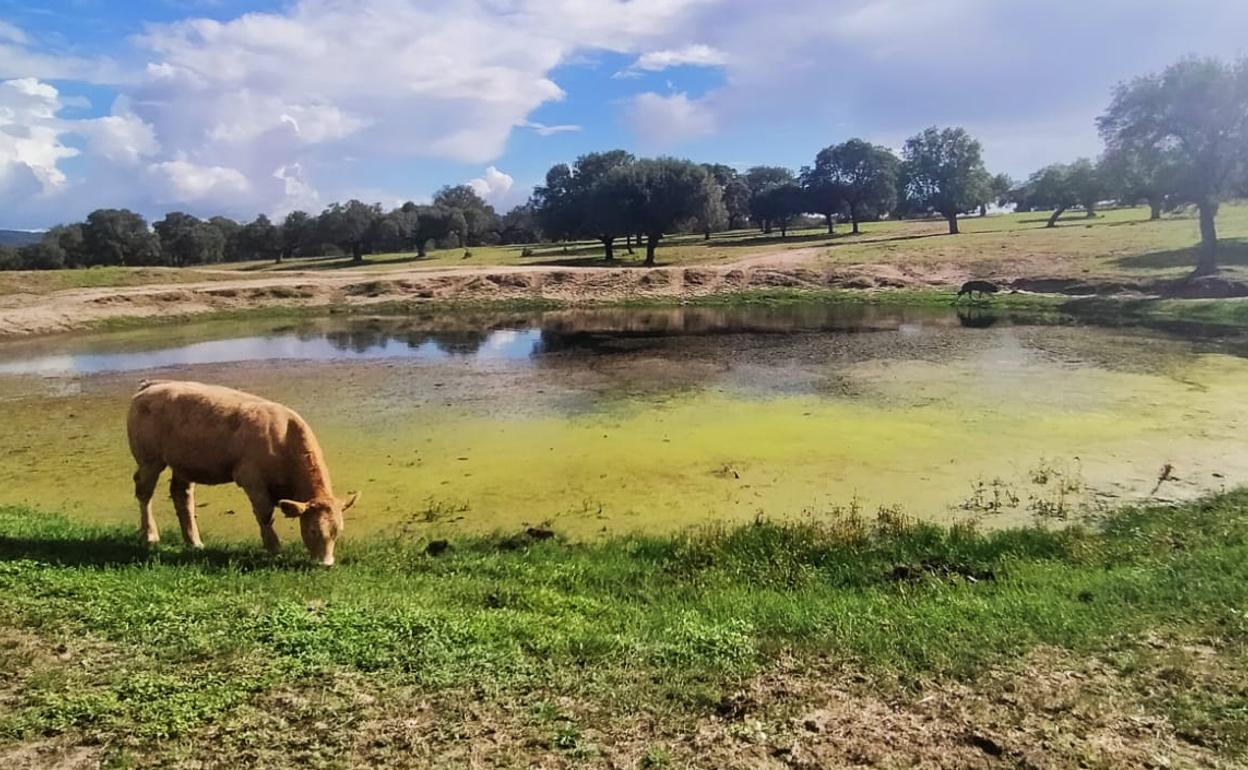 Una charca que se ha llenado a lo largo de los últimos días debido a las tormentas en la provincia de Salamanca. 