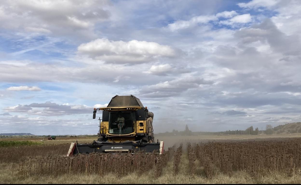 Siega de girasol, esta campaña. 