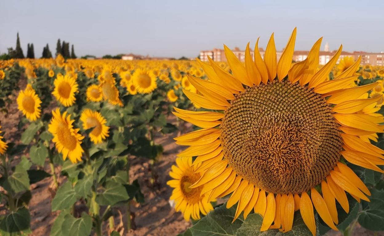 Superficie destinada a girasol esta campaña. 