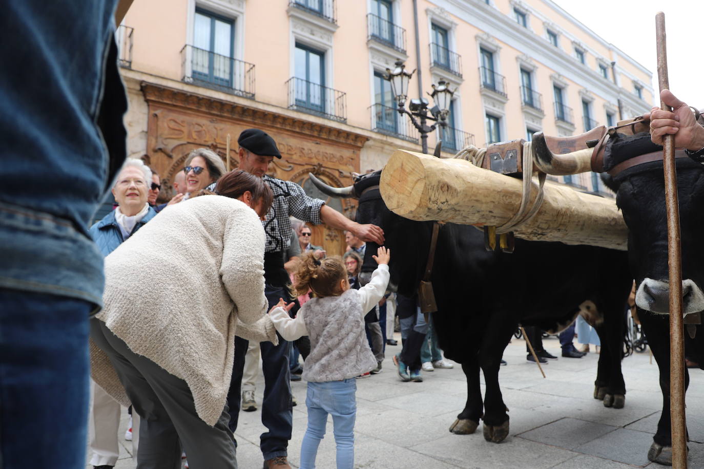 Fotos: Un pino burgalés ocupará el mástil de la nao Victoria