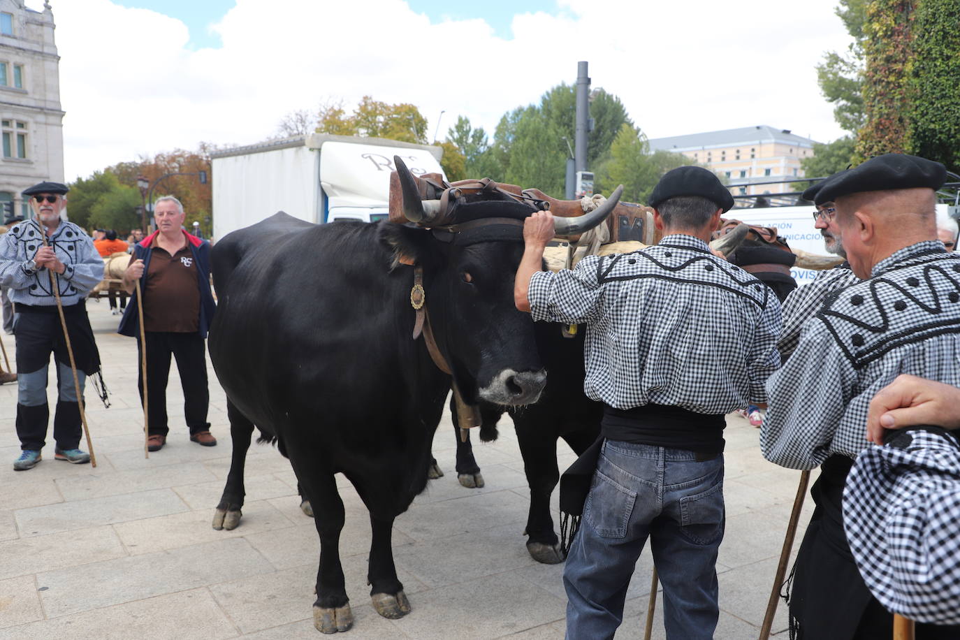 Fotos: Un pino burgalés ocupará el mástil de la nao Victoria