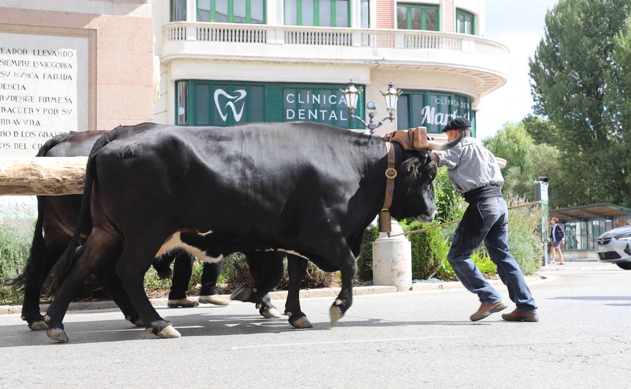 Una vaca serrana y un buey serrano han transportado el tronco de pino de 23 metros de largo.