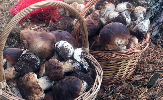 Boletus recogidos en un pinar. 