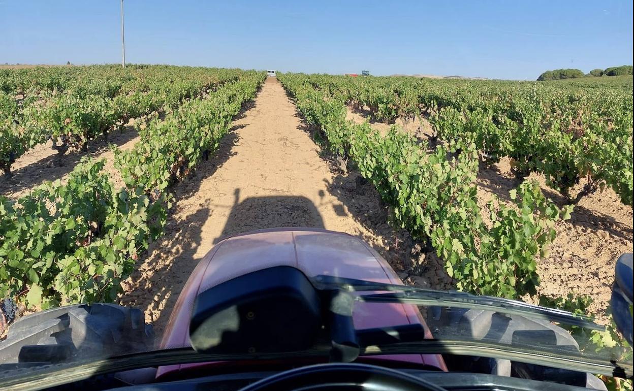 Un tractor recorre por un viñedo