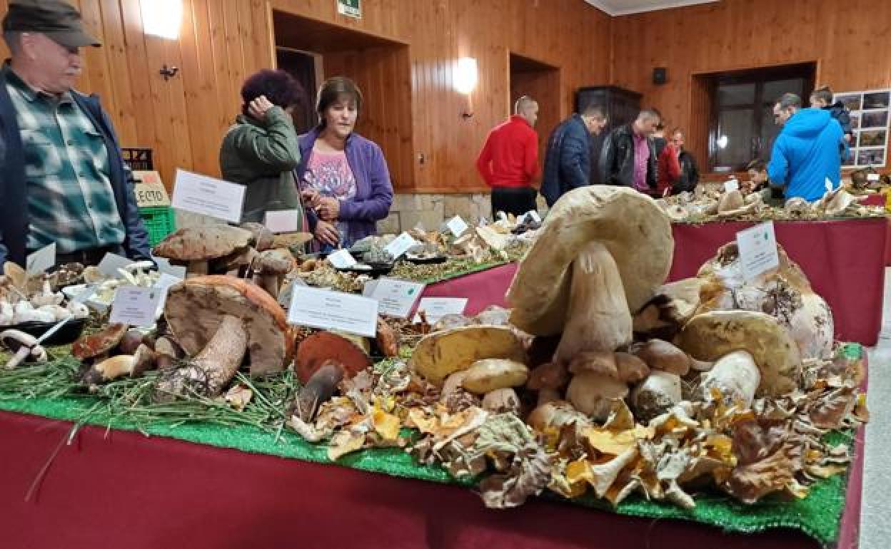 Exposición micológica en el ayuntamiento de Canicosa de la Sierra en una edición pasada. 