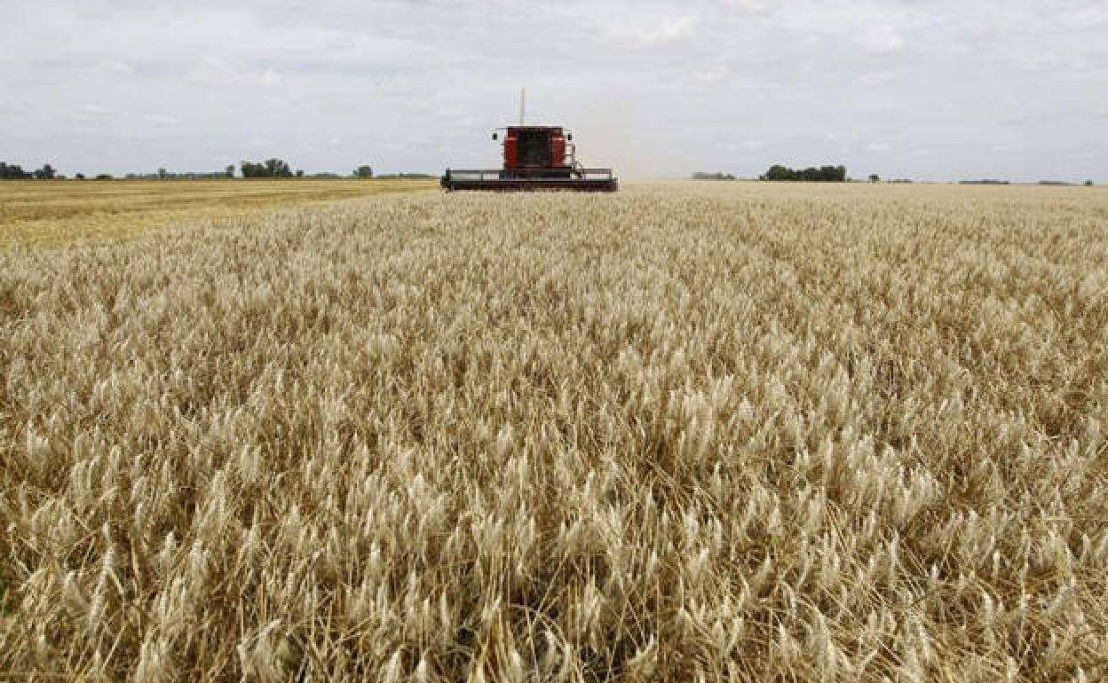 Campos de trigo. 