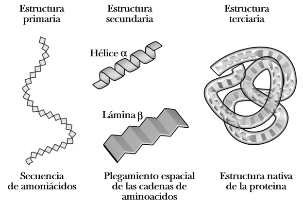 A la izquierda, la secuencia lineal de aminoácidos se llama estructura primaria; en el centro, en ciertas partes de la secuencia se producen estructuras 'regulares' que dan lugar a la estructura secundaria; a la derecha, el plegamiento general de toda la secuencia da lugar a la estructura terciaria (la estructura tridimensional).