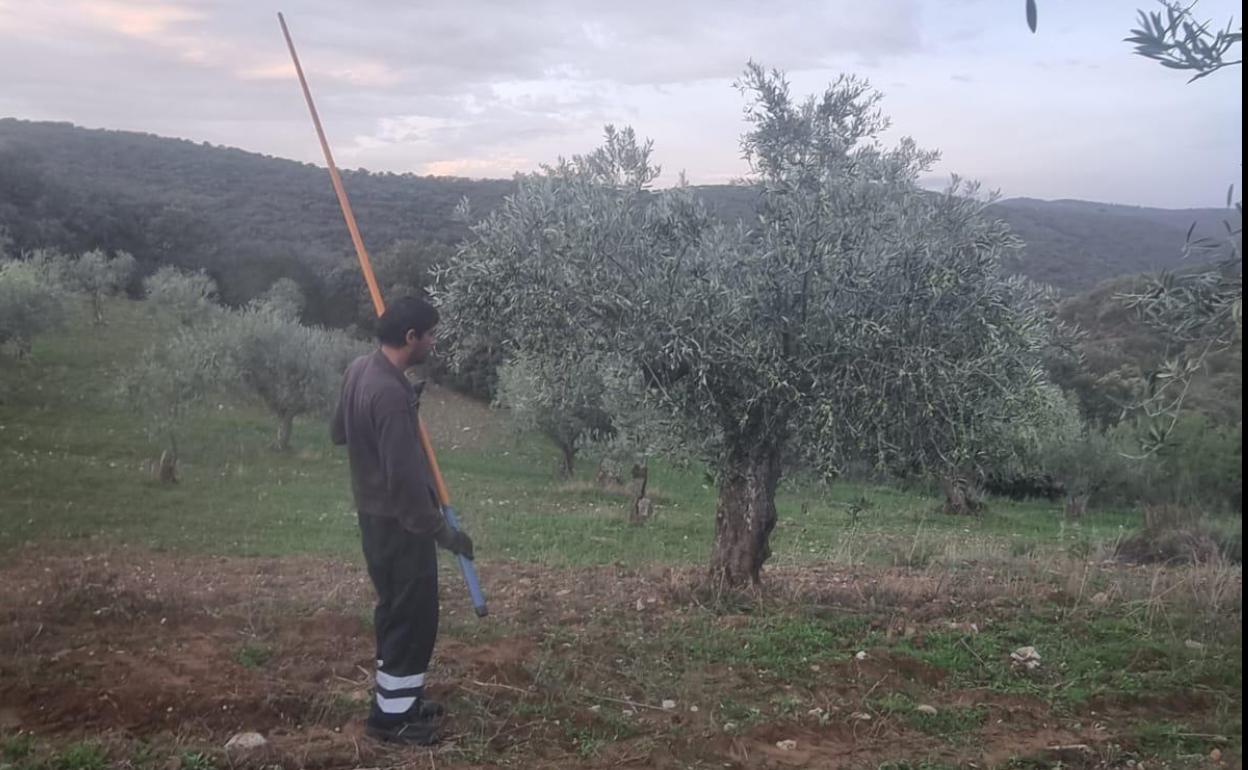 Momento de varear la aceituna en la zona de Ahigal de los Aceiteros, Salamanca. 