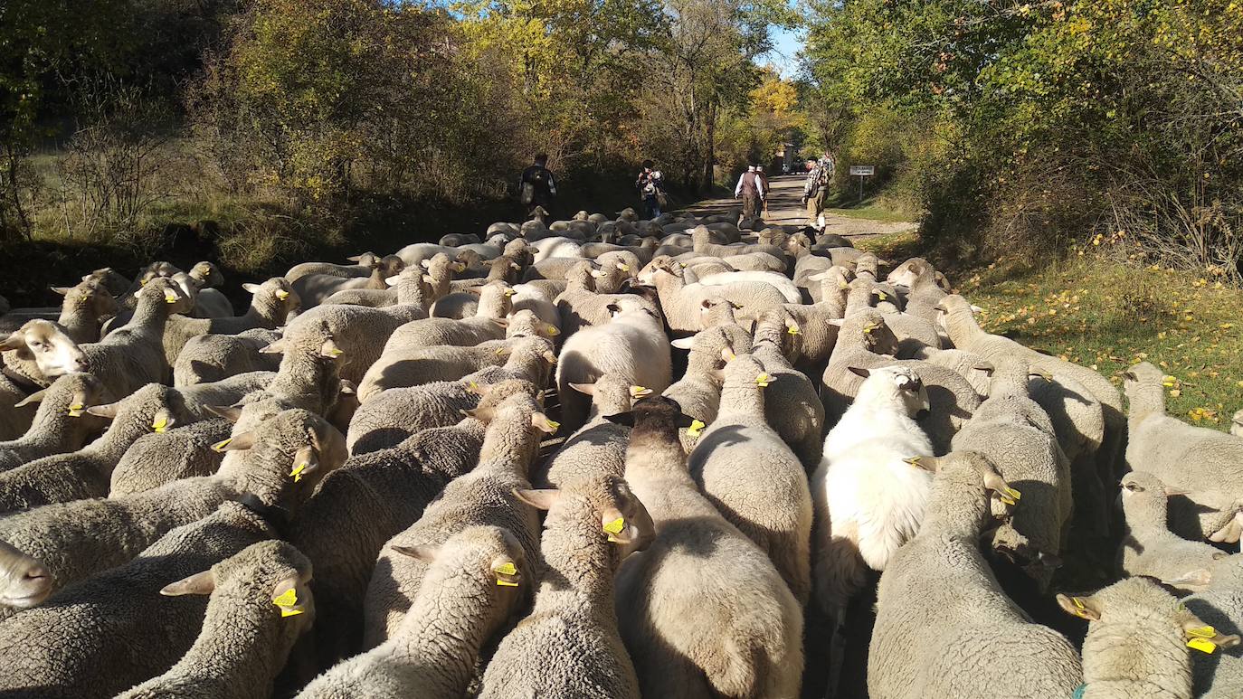 Tras dos años de ausencia, regresa la 'Despedida de los pastores' a este pueblo burgalés. Un momento para recordar la trashumancia, la partida de los rebaños hacia Extremadura y un regreso al pasado que implica a todos los vecinos. 