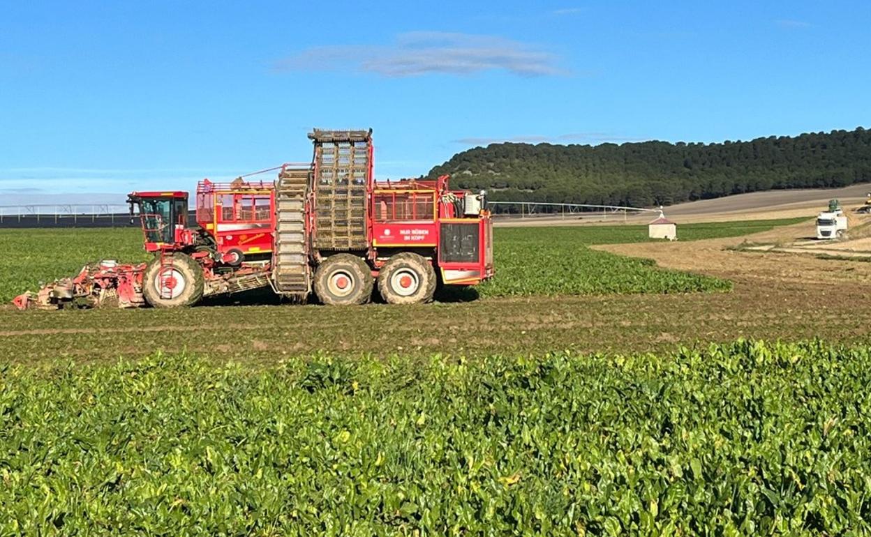 Arranques de remolacha con destino a la fábrica de ACOR en Olmedo. 