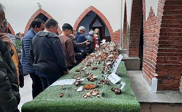 Decenas de personas se acercaron a la exposición micológica.