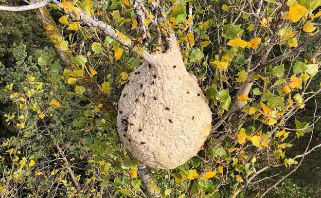 Retiran un nido de avispa asiática en el monte de Ambel, el tercero  localizado en Aragón