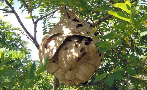 Avispa asiática: cómo es y qué hacer si ves un nido