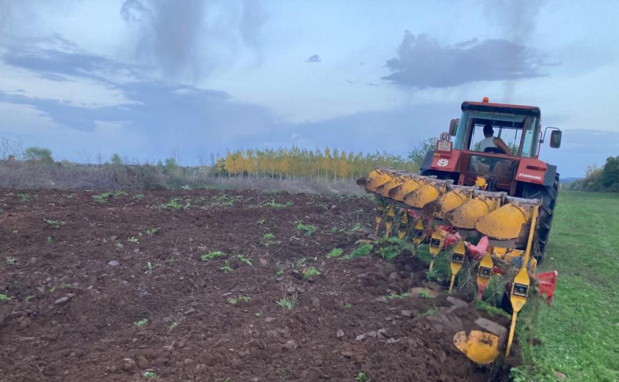 Un agricultor prepara la tierra para la posterior siembra. 