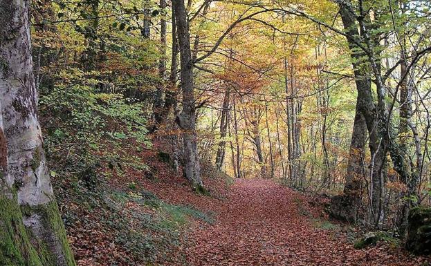 Bosque de Las Pisas en la provincia de Burgos.