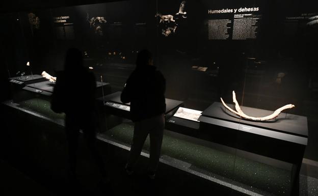 Imagen principal - Interior del Museo de la Evolución Humana y el CAB de Burgos con las piezas protegidas en mamparas de cristaL. 