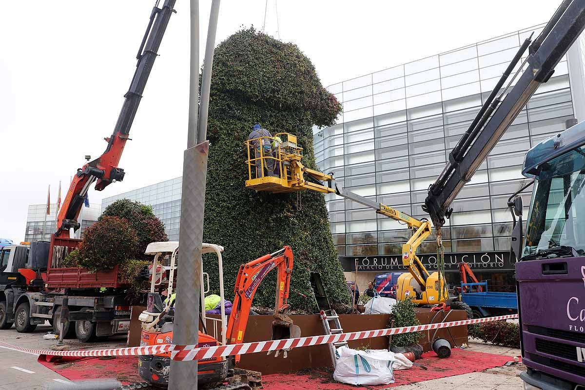 Comienza la retirada del peregrino de flores gigante que la Fundación VIII Centenario de la Catedral instaló hace poco más de un año frente al Fórum Evolución. 