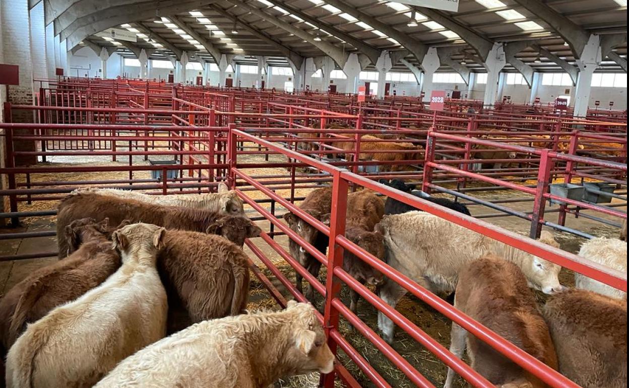 Naves del mercado de ganados de Salamanca, este lunes. 