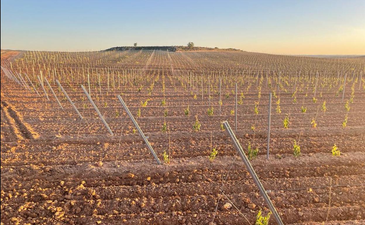 Viñedos en la Ribera del Duero. 