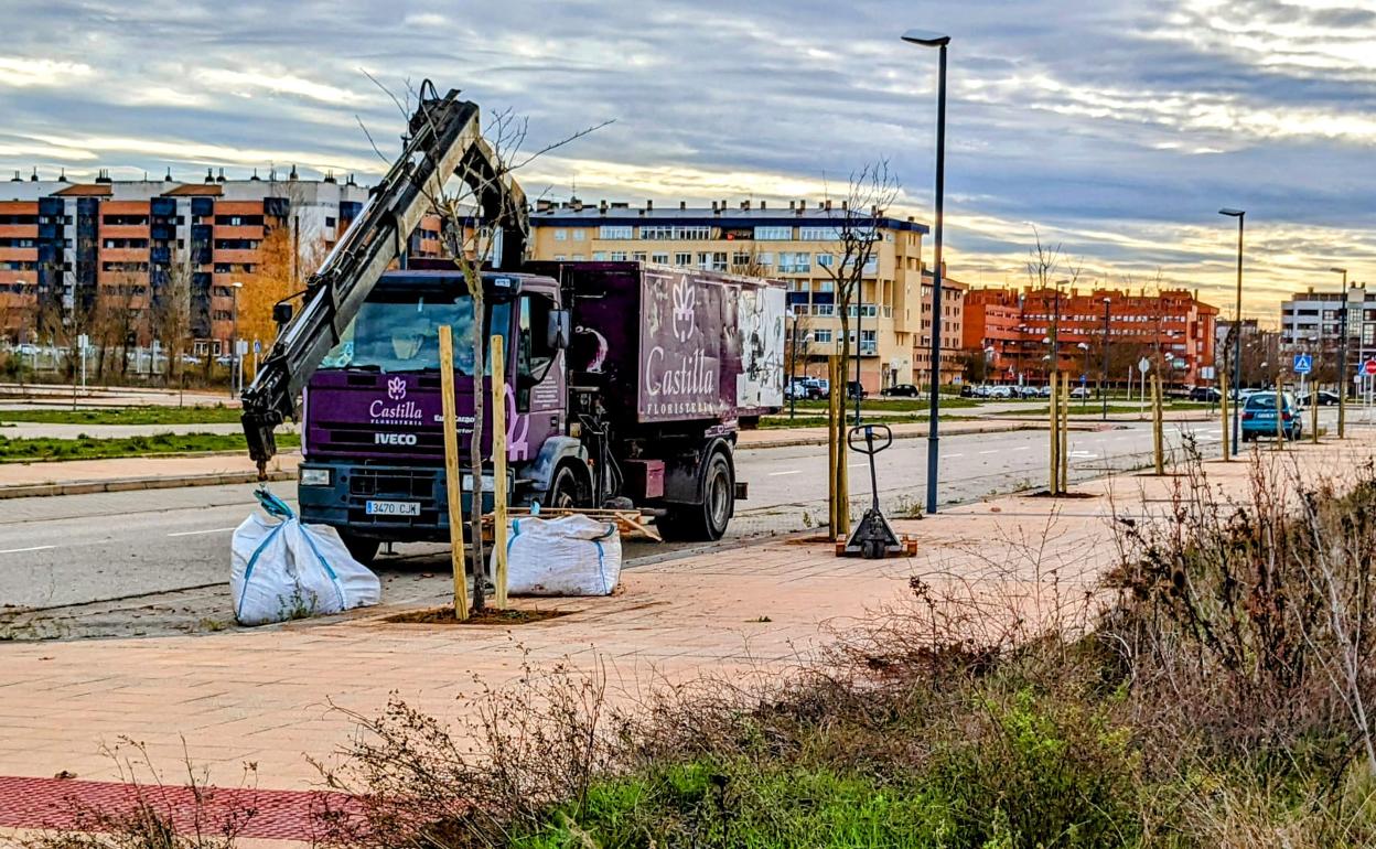 Llevan una semana instalando árboles en el barrio de Fuentecillas.