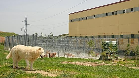 La segunda vida de los perros del centro canino de Rubena