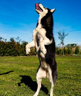 Imagen secundaria 2 - Varios de los perros del centro canino.