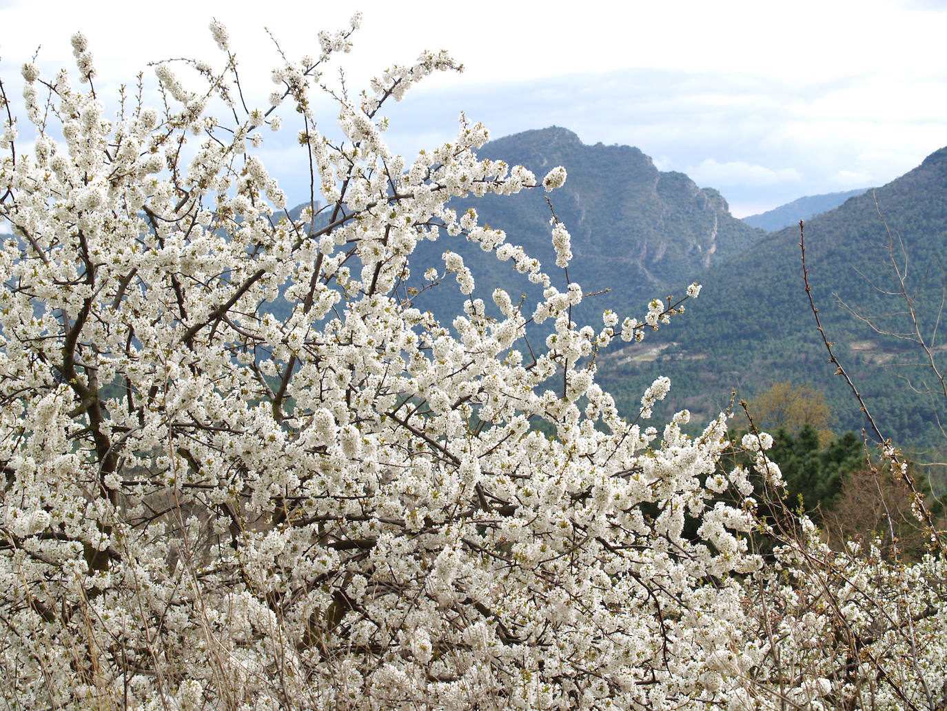 El espectáculo de las flores de los cerezos en el Valle de las Caderechas