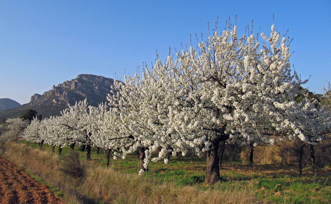 El espectáculo de las flores de los cerezos en el Valle de las Caderechas