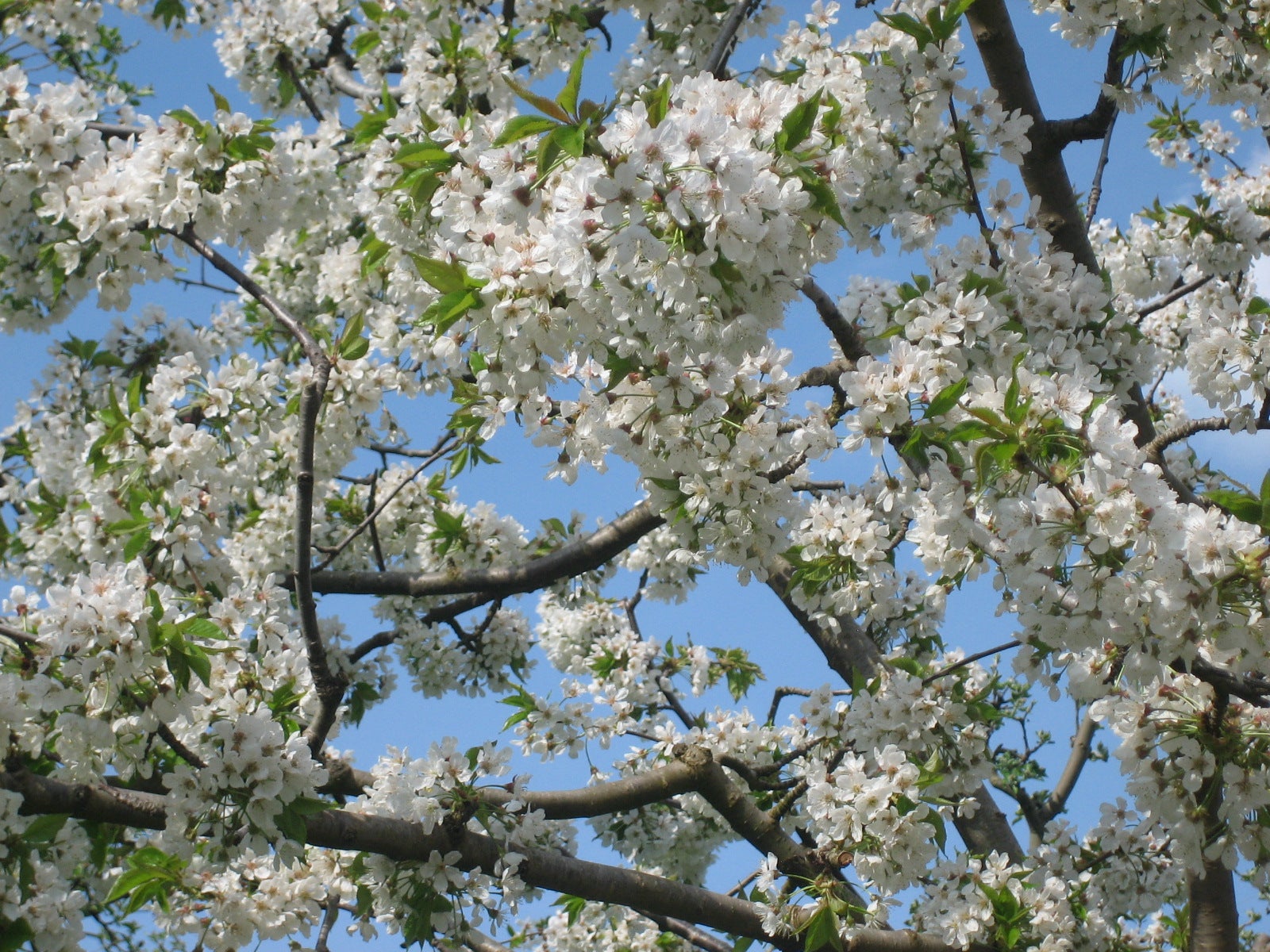 El espectáculo de las flores de los cerezos en el Valle de las Caderechas