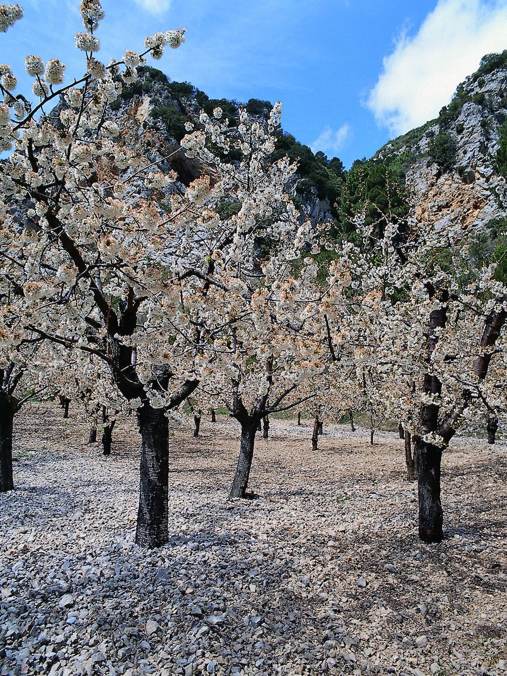 El espectáculo de las flores de los cerezos en el Valle de las Caderechas