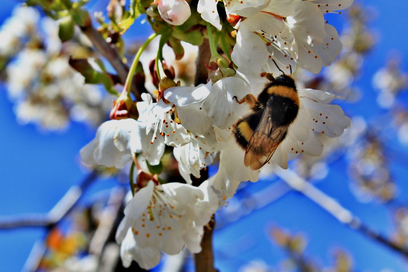 El espectáculo de las flores de los cerezos en el Valle de las Caderechas