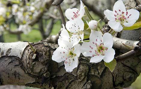 El espectáculo de las flores de los cerezos en el Valle de las Caderechas